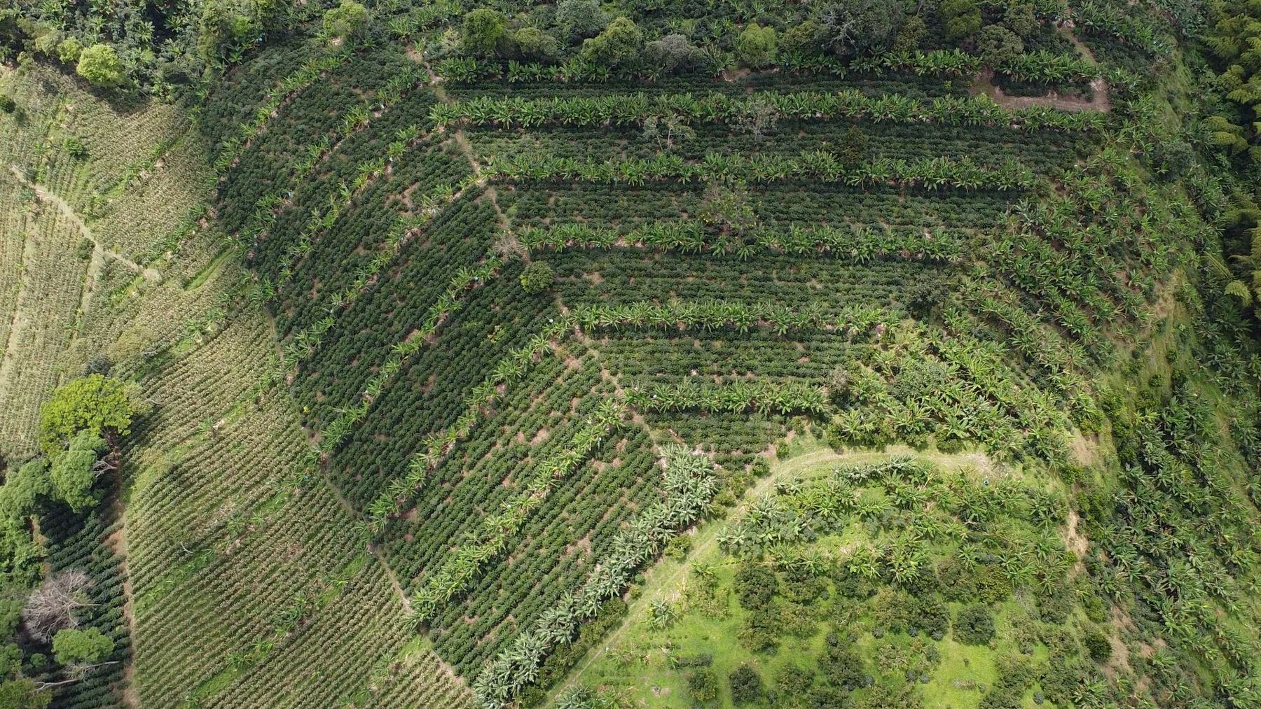 Aerial view of terraced coffee rows on a steep green hillside in Vereda El Venado, Sevilla