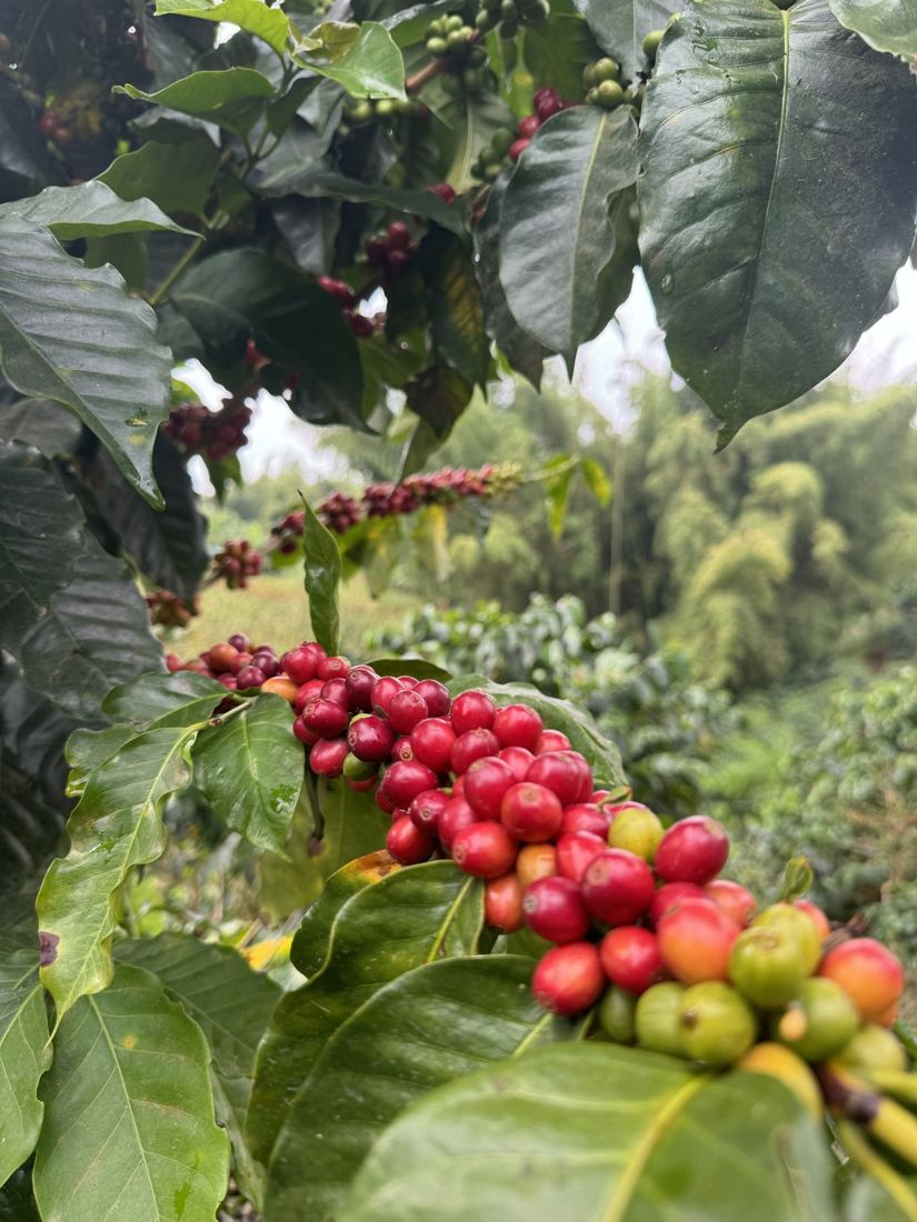 Cluster of ripe red cherries on a coffee branch