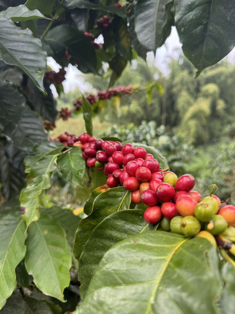 Ripe red coffee cherries on the branch