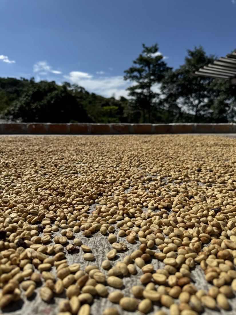 Washed parchment coffee spread to dry in the sun on a patio