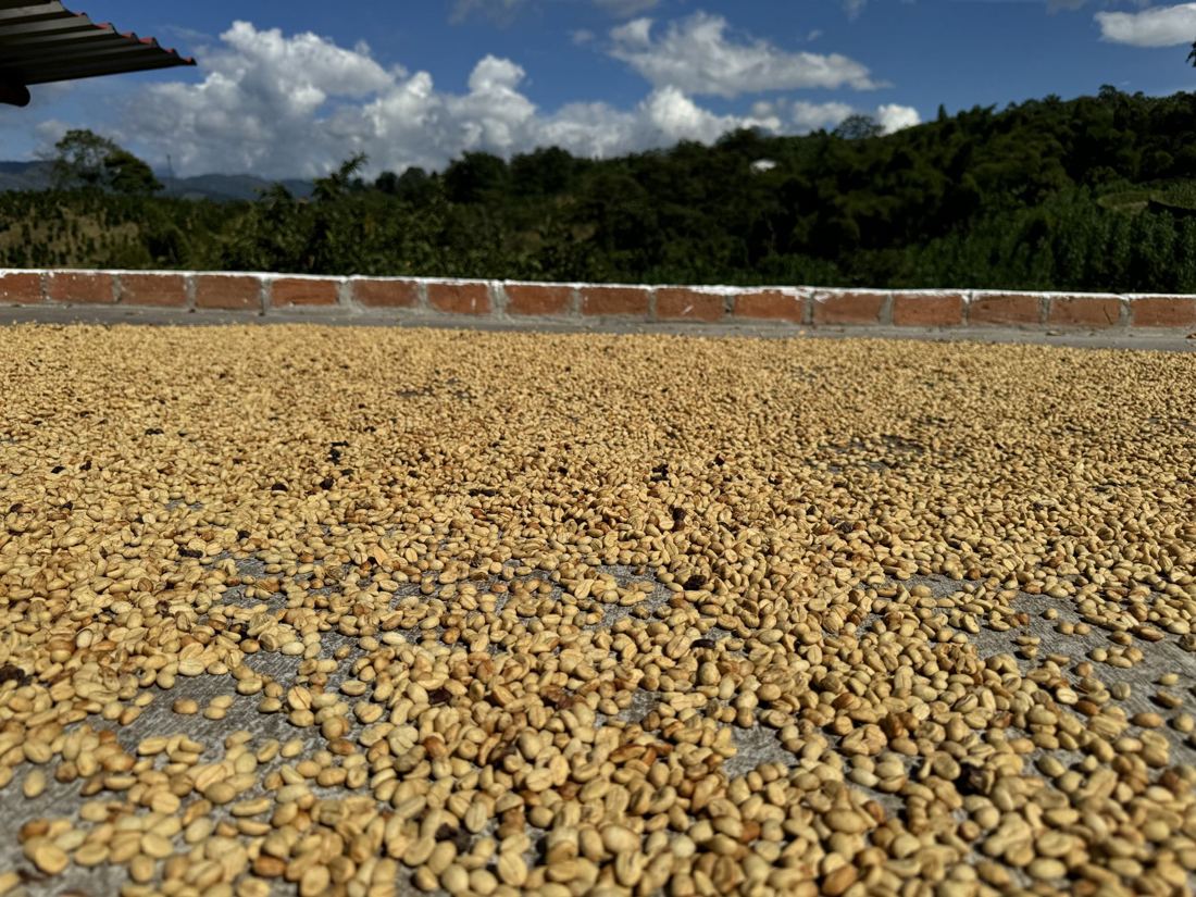 Parchment coffee drying on a patio under clouds