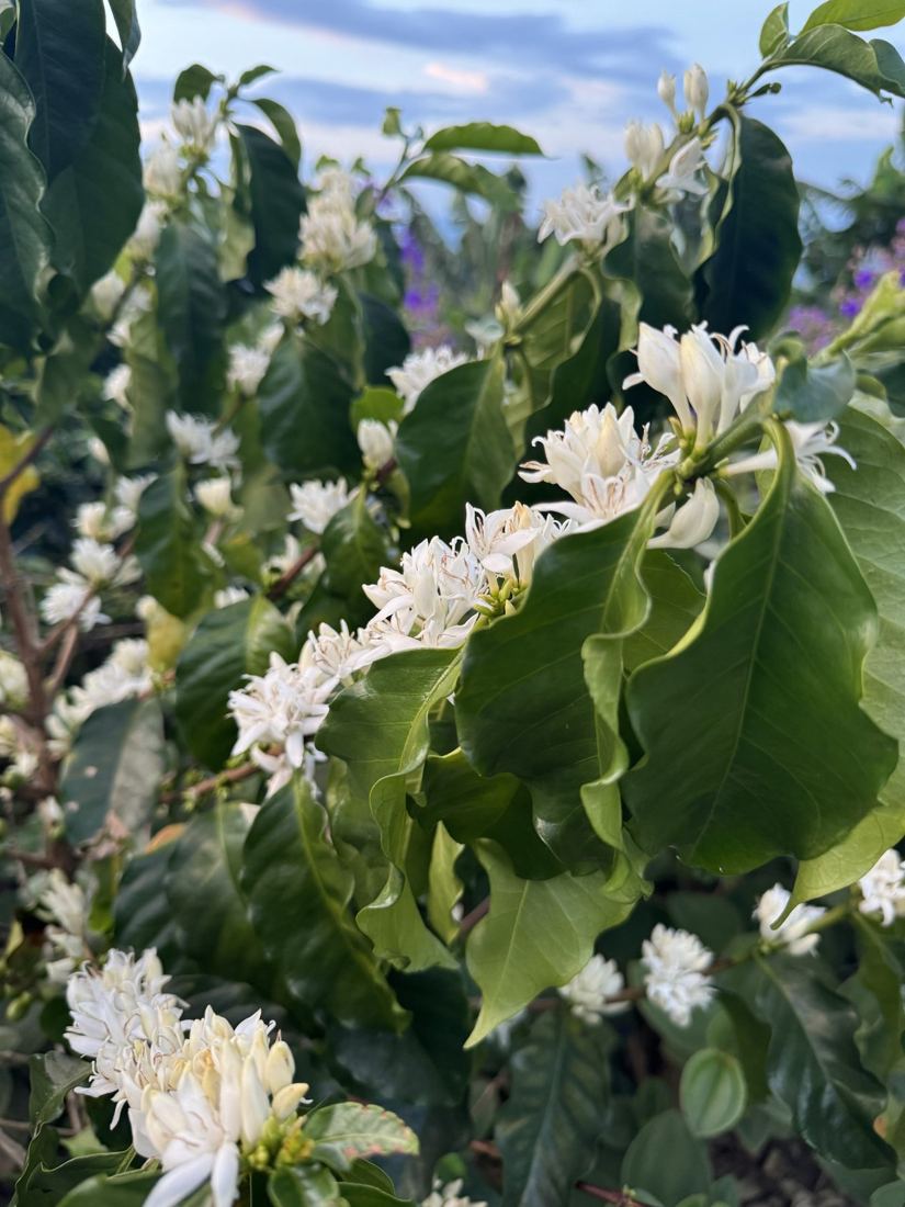 Coffee in flower with forest behind