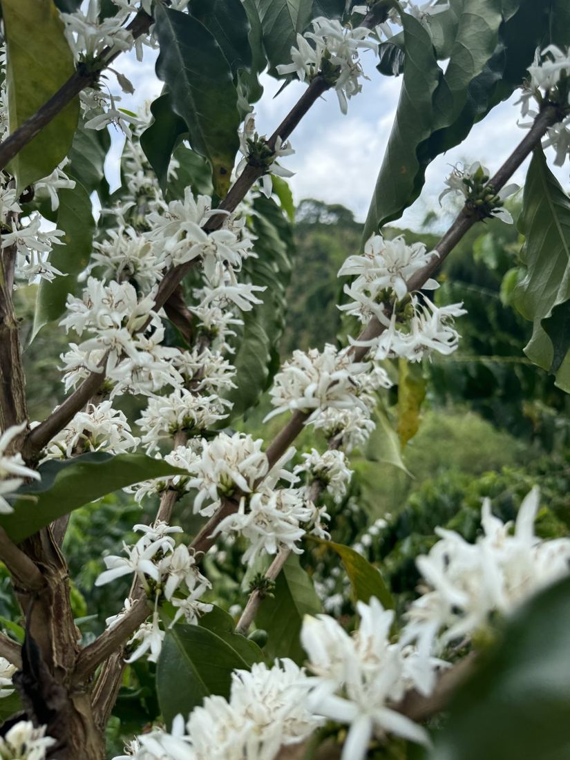 White coffee flowers on the branch