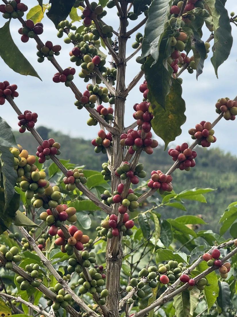 Pink Bourbon branch with cherries ripening from green to red