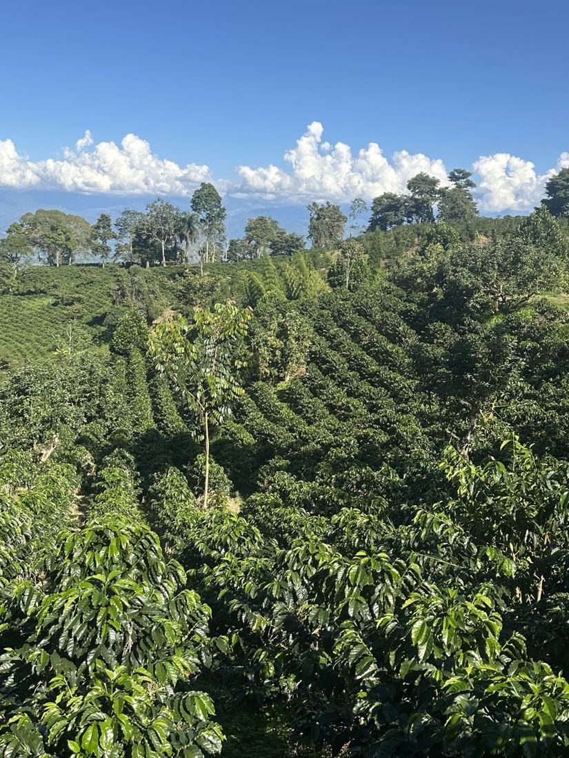 Coffee rows on the hillside under a blue sky